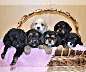 Cava-lon Puppy for sale in CHINO VALLEY, AZ, USA