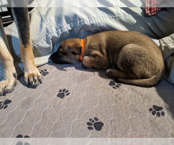 Medium Photo #3 Mutt Puppy For Sale in Kansas City, MO, USA