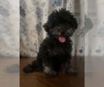 Small #12 Poodle (Miniature)