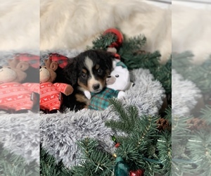 Bernedoodle Puppy for sale in SYLMAR, CA, USA