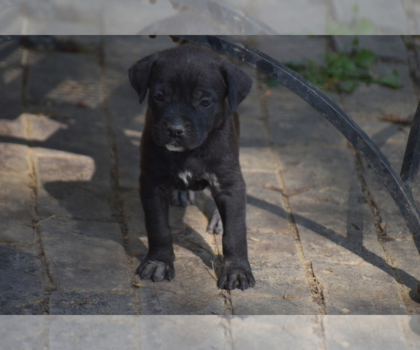 Medium Photo #1 Cane Corso Puppy For Sale in BIRMINGHAM, AL, USA