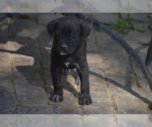 Cane Corso Puppy for sale in BIRMINGHAM, AL, USA