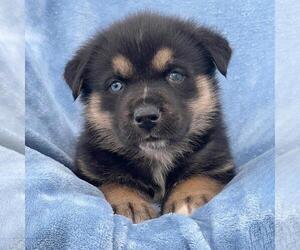 Labrador Retriever-Unknown Mix Dogs for adoption in San Diego, CA, USA