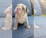 Small #3 English Bulldog