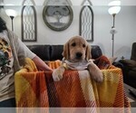 Puppy Bailey Golden Retriever