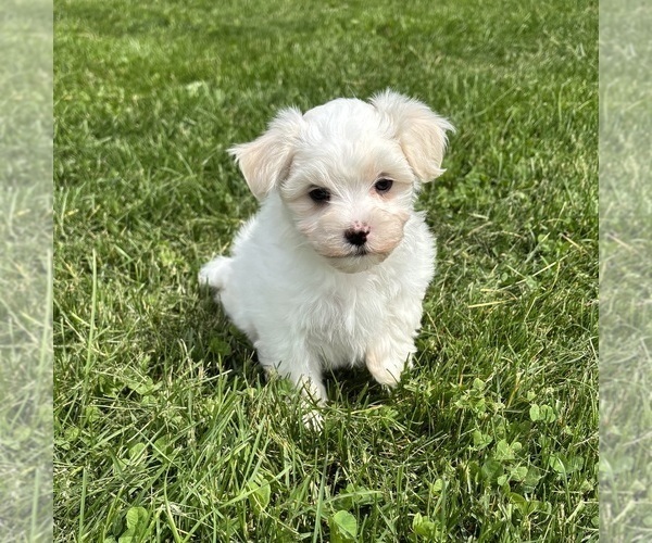 Medium Photo #14 Maltese Puppy For Sale in ROCK STREAM, NY, USA