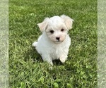 Small #13 Maltese
