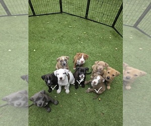 American Pit Bull Terrier Puppy for Sale in SOUTHBOROUGH, Massachusetts USA