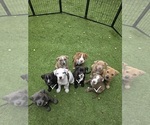 Image preview for Ad Listing. Nickname: Litter of 8