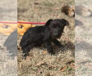 Mutt Dogs for adoption in Yardley, PA, USA