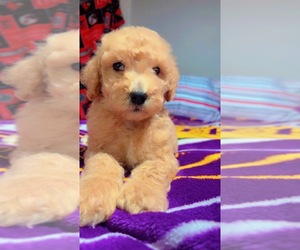 Poodle (Standard) Puppy for sale in LOUISVILLE, KY, USA