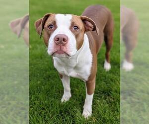 Mutt Dogs for adoption in Akron, OH, USA