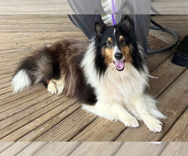 Medium Photo #1 Mutt Puppy For Sale in Wamego, KS, USA