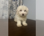 Small #17 Havanese