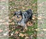 Small Photo #1 Aussiedoodle Miniature  Puppy For Sale in WEST FARMINGTON, OH, USA