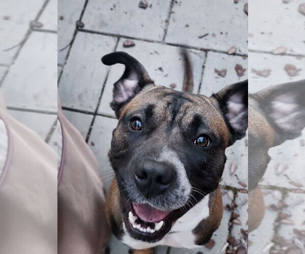 Medium Photo #6 Boxer-Unknown Mix Puppy For Sale in Holly Springs, NC, USA