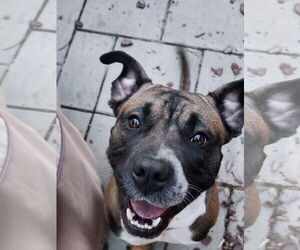 Kobe - Male Boxer-Unknown Mix Dog for Adoption - Photo #6
