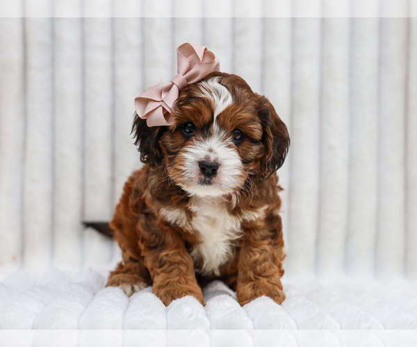 Medium Photo #1 Cavapoo (Miniature) Puppy For Sale in LIBERTY, KY, USA