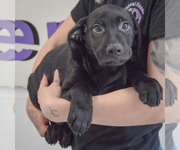 Medium Photo #3 Mutt Puppy For Sale in Huntley, IL, USA