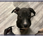 Small #5 American Pit Bull Terrier Mix