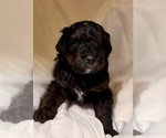 Small Photo #102 Miniature Bernedoodle Puppy For Sale in AUBURNDALE, FL, USA