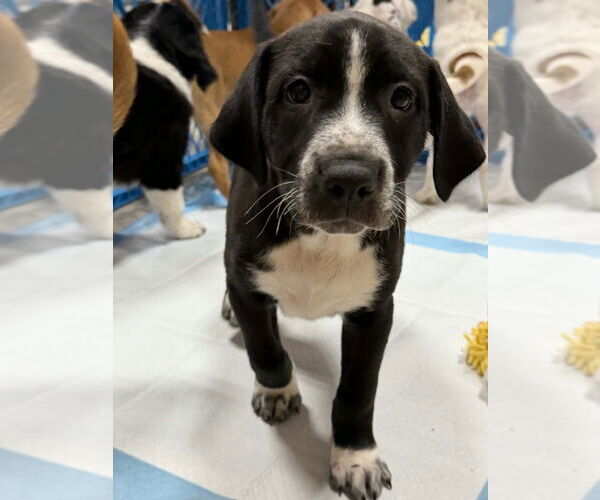 Medium Photo #7 Mutt Puppy For Sale in Wenonah, NJ, USA