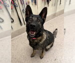 KATRINA - Female German Shepherd Dog Dog for Adoption - Small photo
