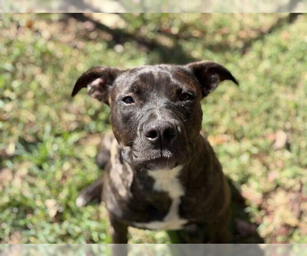 Medium Photo #1 American Pit Bull Terrier Puppy For Sale in Tulsa, OK, USA