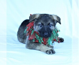 German Shepherd Dog Puppy for sale in SUGAR CREEK, MO, USA