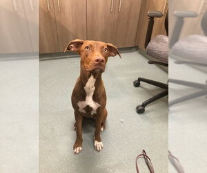 Labrador Retriever-Unknown Mix Dogs for adoption in Baytown, TX, USA