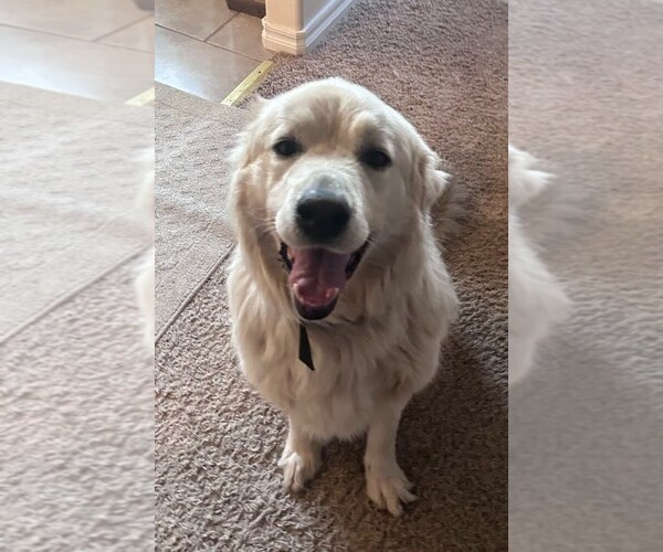 Medium Photo #2 German Shepherd Dog-Great Pyrenees Mix Puppy For Sale in Winter Park, CO, USA