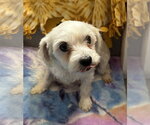Small #4 Maltese Mix