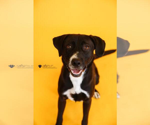 Medium Photo #4 Collie-Labrador Retriever Mix Puppy For Sale in McKinney, TX, USA