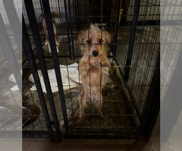 Medium Photo #3 Dachshund-Unknown Mix Puppy For Sale in Grafton, WI, USA