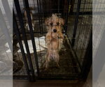 Small Photo #3 Dachshund-Unknown Mix Puppy For Sale in Grafton, WI, USA