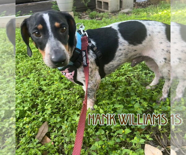 Medium Photo #10 Dachshund Puppy For Sale in San Antonio, TX, USA