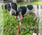 Small #9 Dachshund