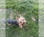 Small #1 Yorkshire Terrier