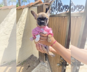 French Bulldog Puppy for sale in MORENO VALLEY, CA, USA