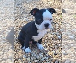 Small #1 Boston Terrier
