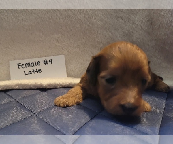 Medium Photo #2 Dachshund Puppy For Sale in PINSON, AL, USA