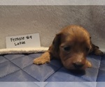 Small #1 Dachshund