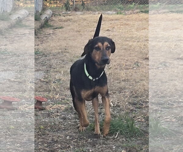 Medium Photo #1 Mutt Puppy For Sale in Iroquois, IL, USA