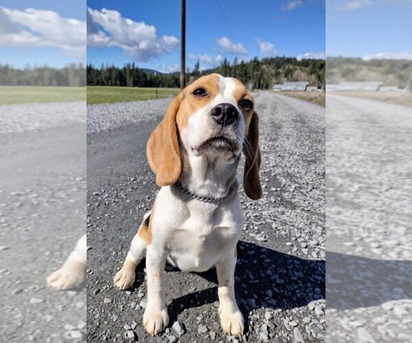 Medium Photo #1 Beagle Puppy For Sale in TACOMA, WA, USA
