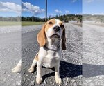 Small Photo #1 Beagle Puppy For Sale in TACOMA, WA, USA
