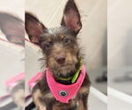 Small #1 Jack Russell Terrier-Miniature Schnauzer Mix