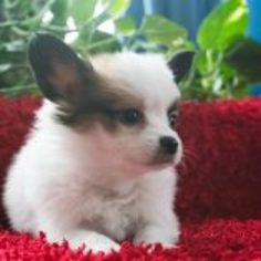 Papillon Puppy for sale in KENT, OH, USA