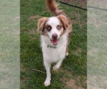 Small #1 Australian Shepherd