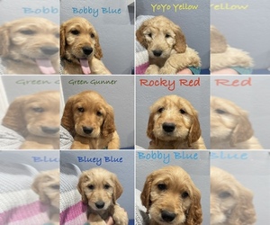 Goldendoodle Litter for sale in RANCHO CUCAMONGA, CA, USA