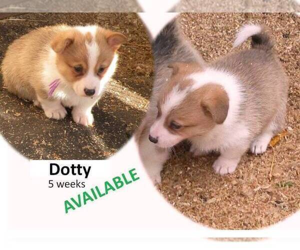 Medium Photo #2 Pembroke Welsh Corgi Puppy For Sale in GOLDENDALE, WA, USA